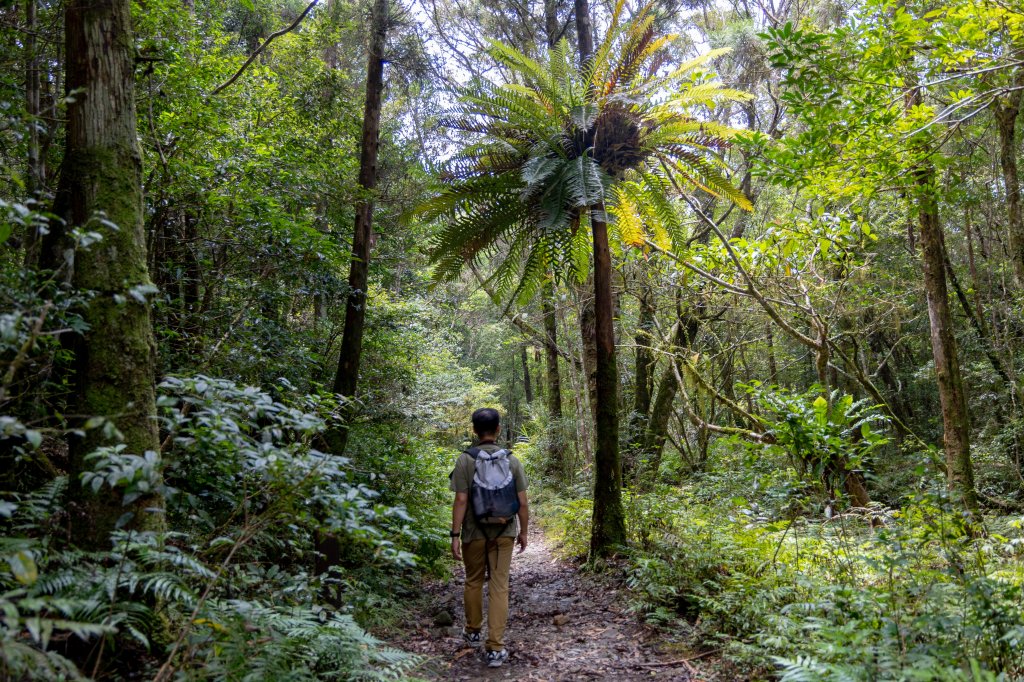 浸水營古道：橫跨中央山脈的百年古徑_1897615