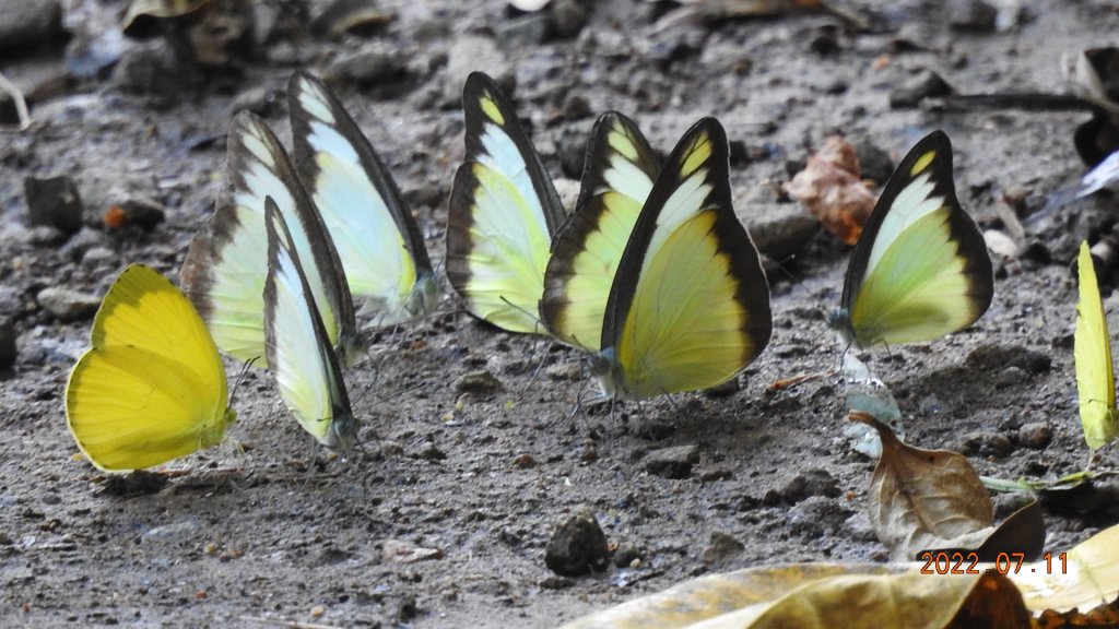 雲山水花鳥蝶 - 天龍國阿伯的日常 7/8&11_1760735