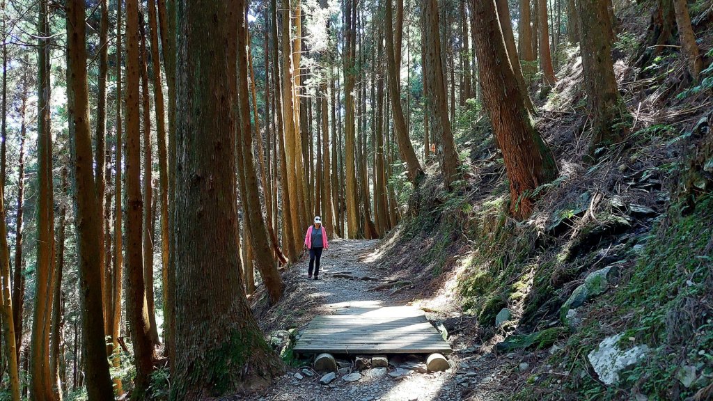 雪霸觀霧野馬瞰山、檜山巨木群步道封面圖