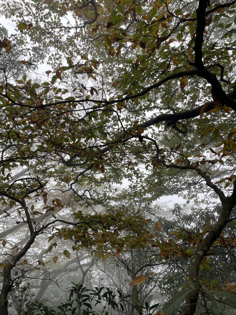 卡保逐鹿山毛欅_2935514