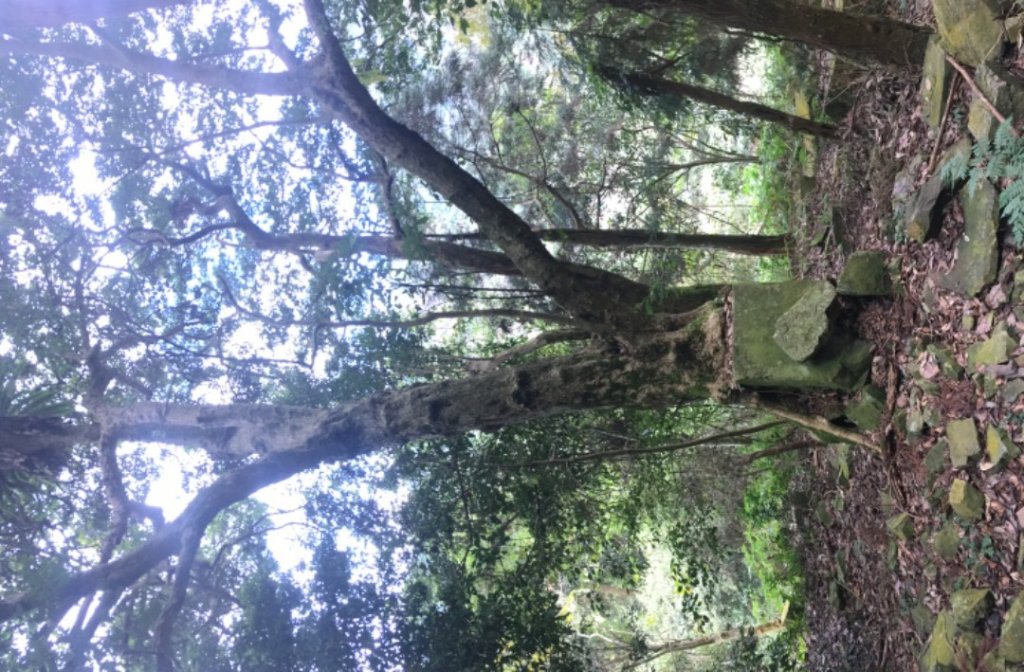 虎山西南峰、虎山（石壁探險、台灣櫸）_2364992