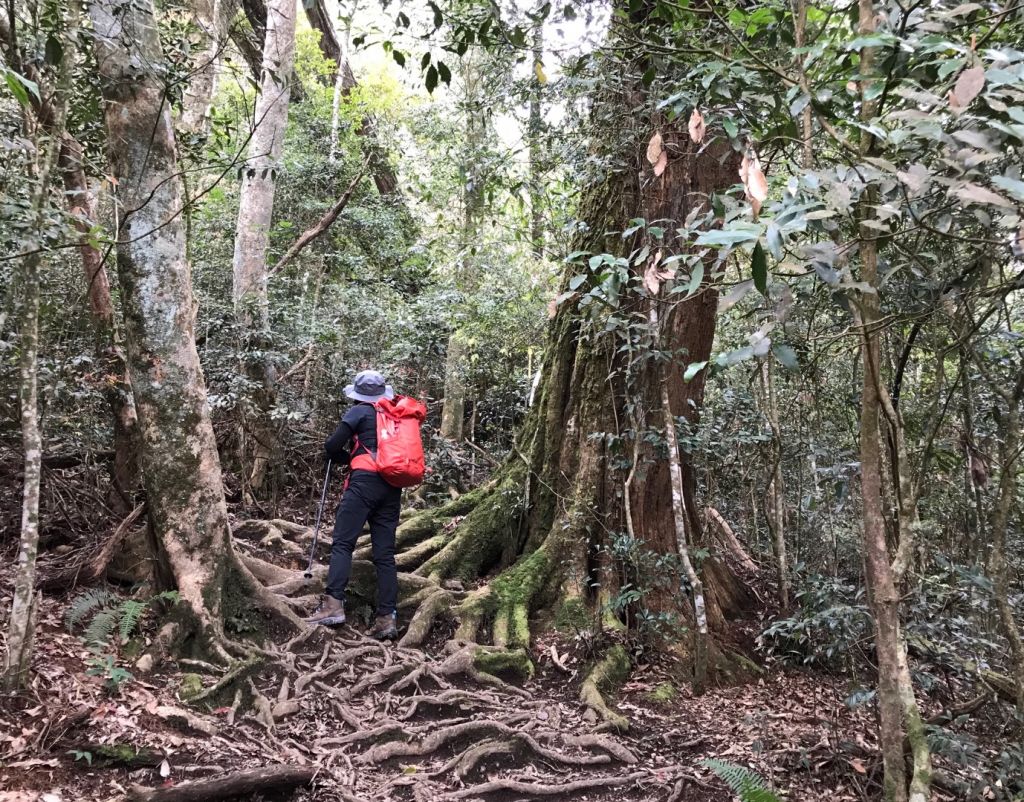 水社大山向前行_294782