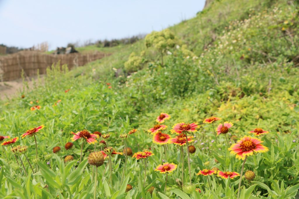 野百合與天人菊_125209