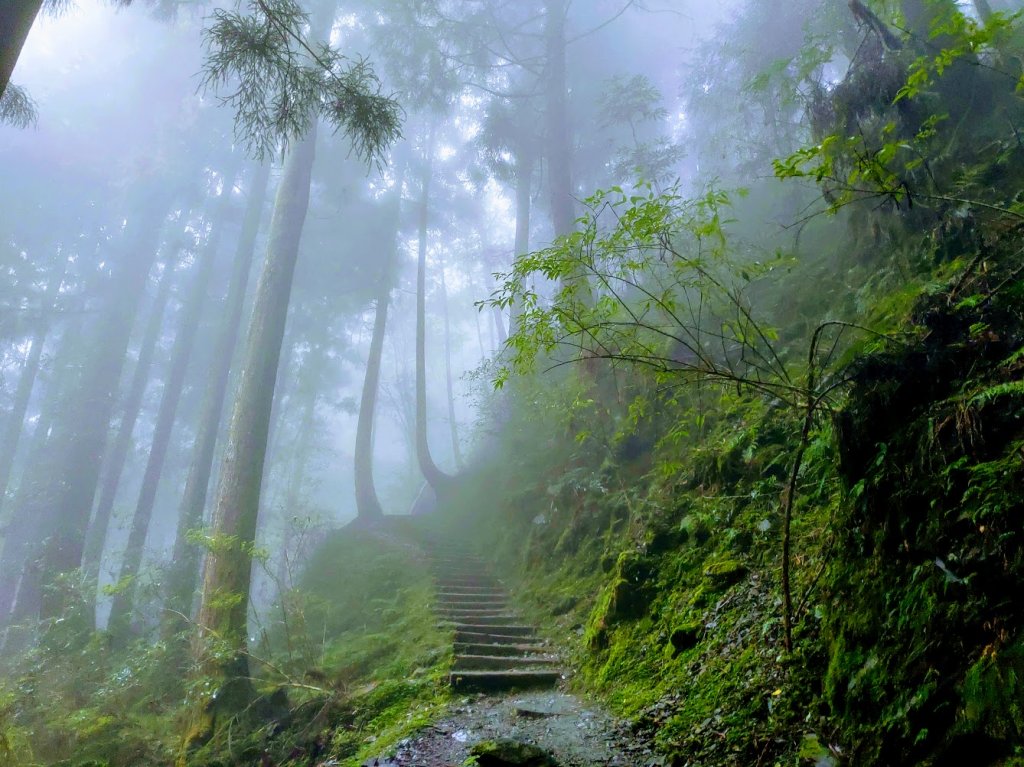 【新竹】觀霧迷幻森林：檜山巨木群步道封面圖