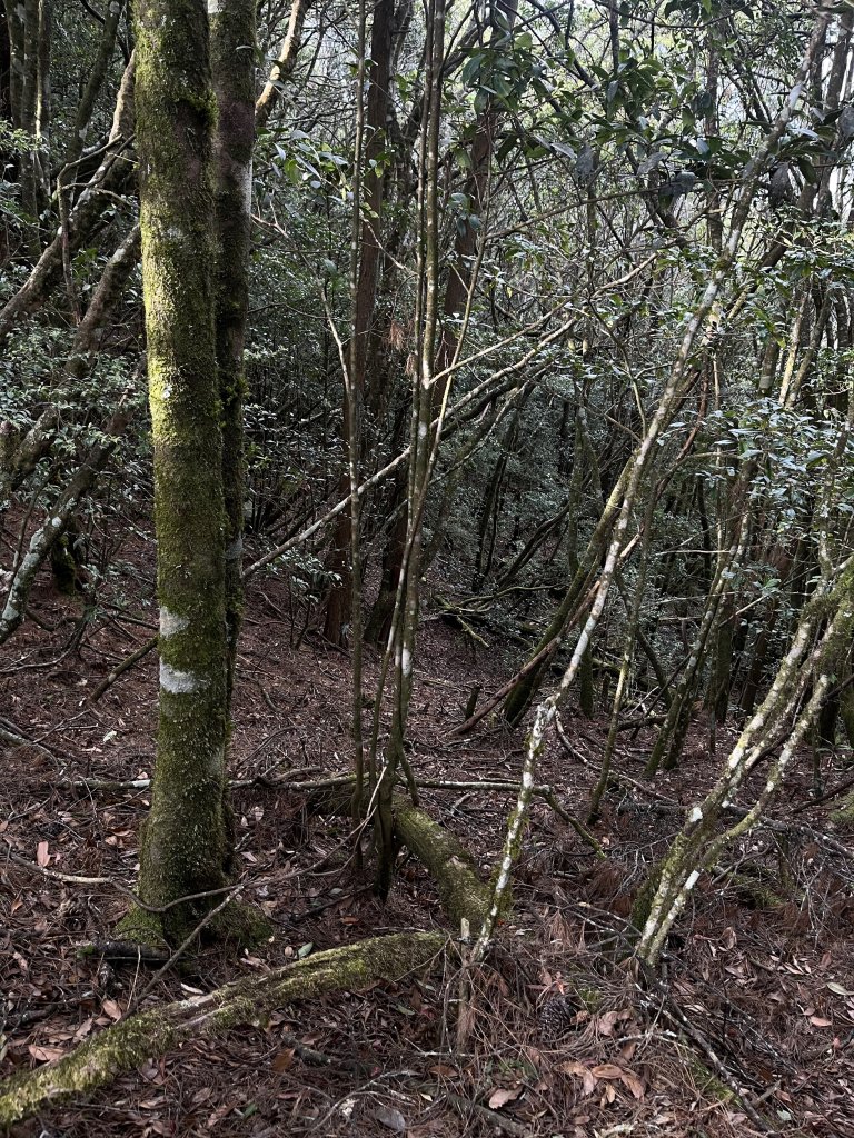 全家一起爬馬崙山順便上馬白稜線藏水 2024.3.28_2468319