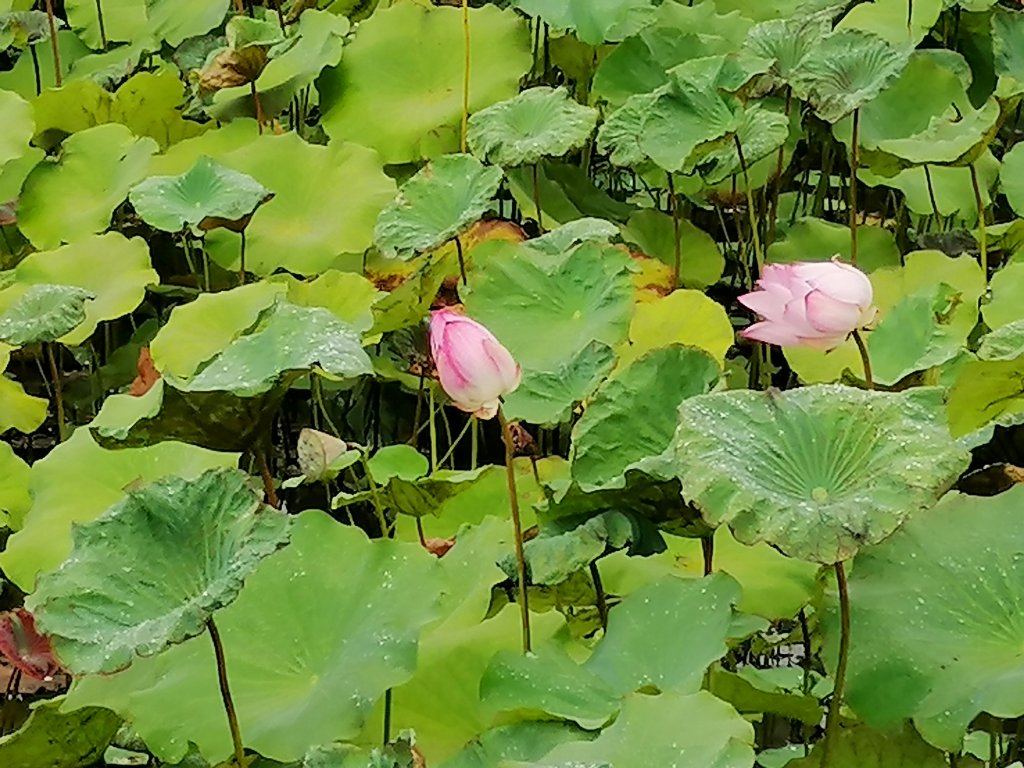 花蓮光復~自然野趣~馬太鞍濕地生態園區_1044188