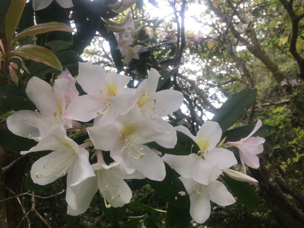 賞花去（五寮尖山、峭壁雄峰、獨立峰_2476743