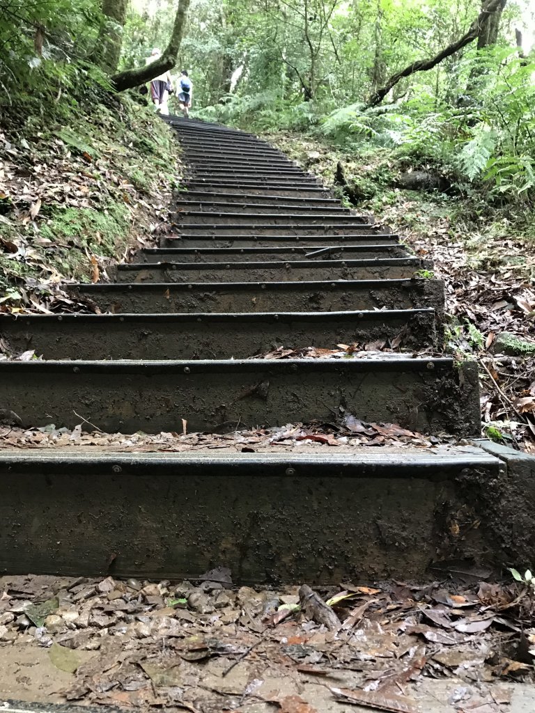 109年8月15日東眼山國家森林_1095362