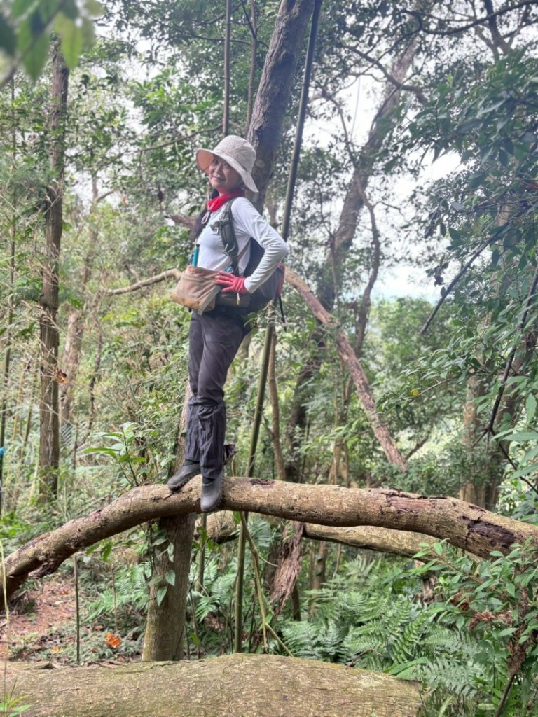 20251117新竹內灣三山四峰(內灣山.麥樹仁山南峰.麥樹仁山.白石湖山)_2939979