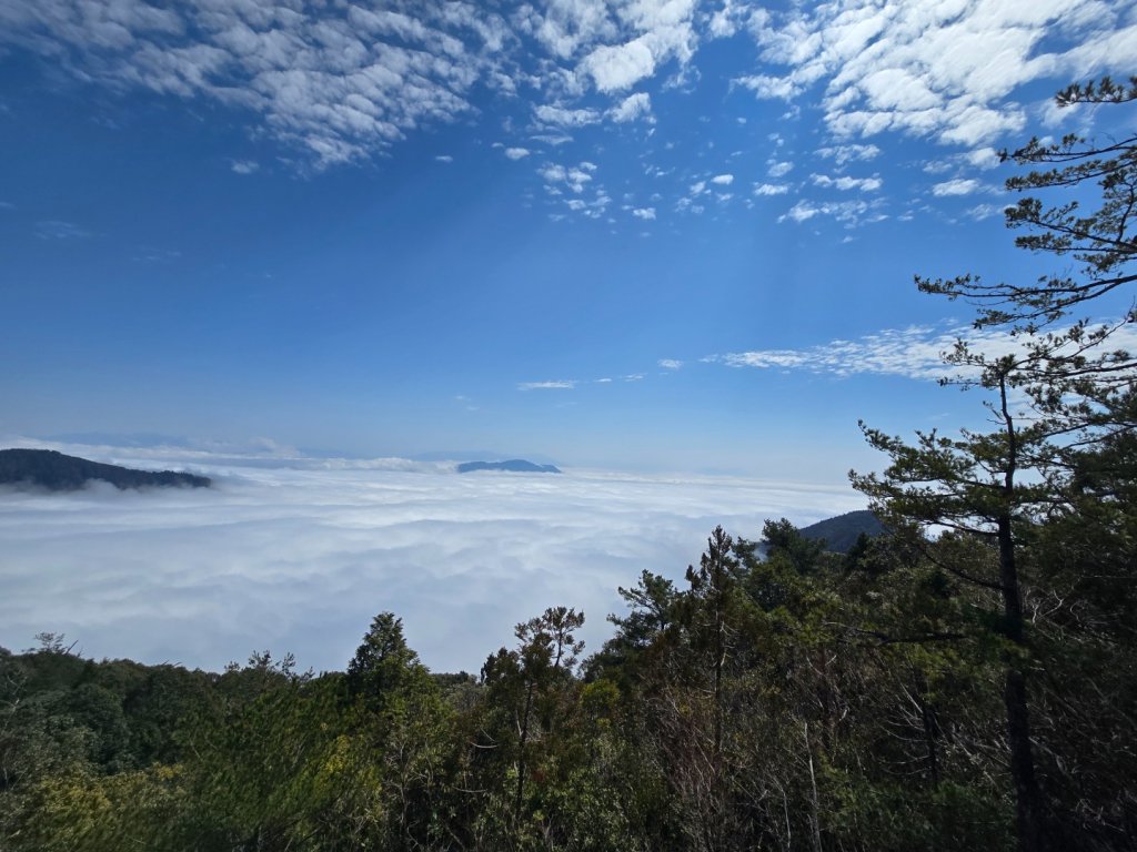 蝶夢八唐（裡冷登山口往返）八仙山出雲海下山順賞富士櫻_2722719