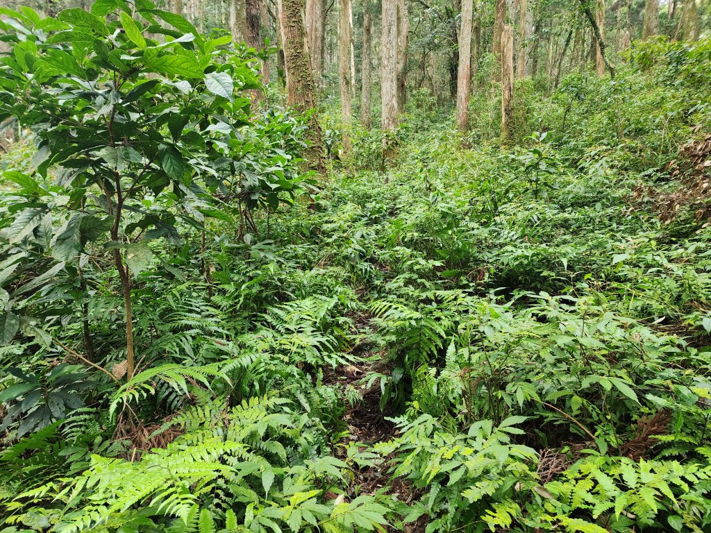 20250302樂佩山_2754727