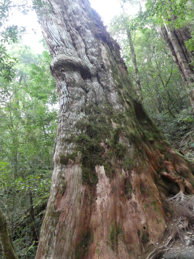 拉拉山神木群步道_565815