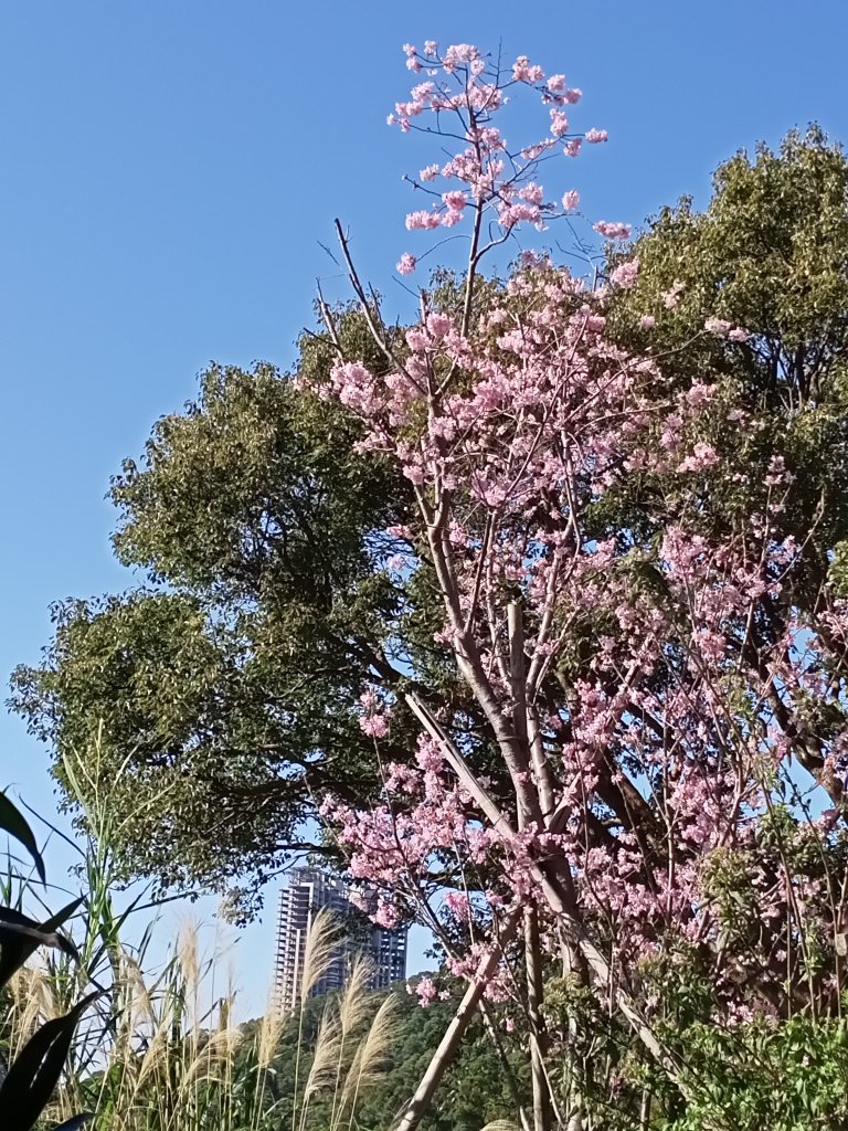 【臺北大縱走 1】貴子坑→忠義山→關渡_1275405