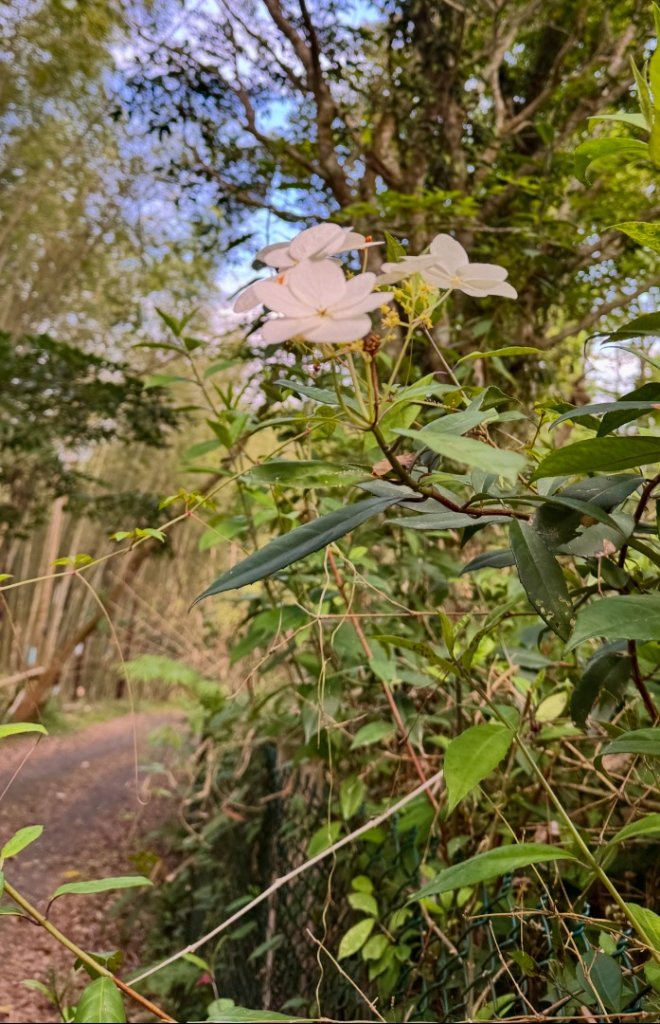 鳳凰谷步道走凍頂麒麟山_2772743