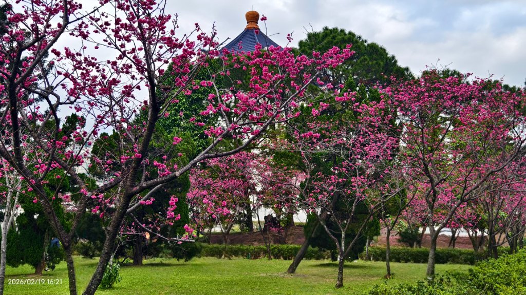 #虎山  #101大樓  #國父紀念館 #河津櫻 #中正紀念堂 2/19封面圖
