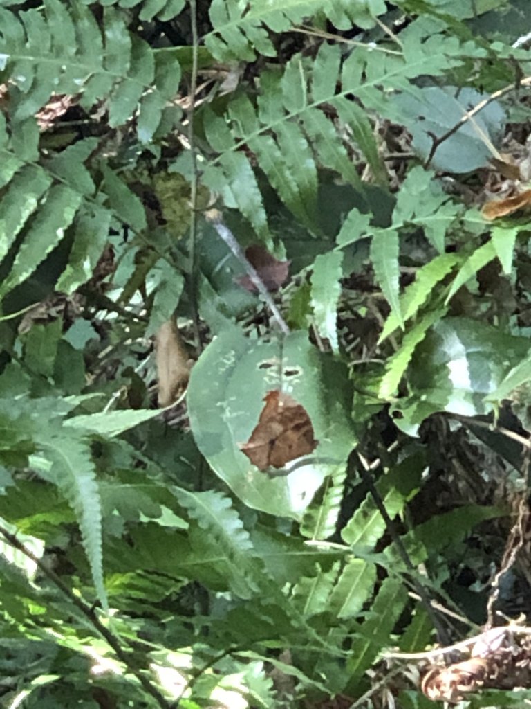 馬那邦山231123_2464249