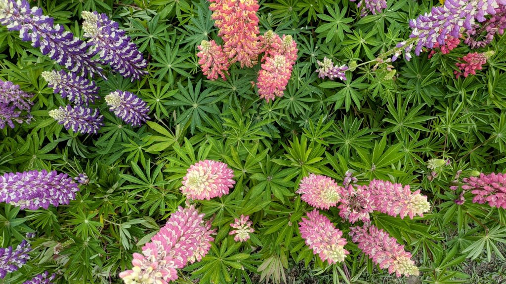 《西江月。魯冰花艷台大》_2725800