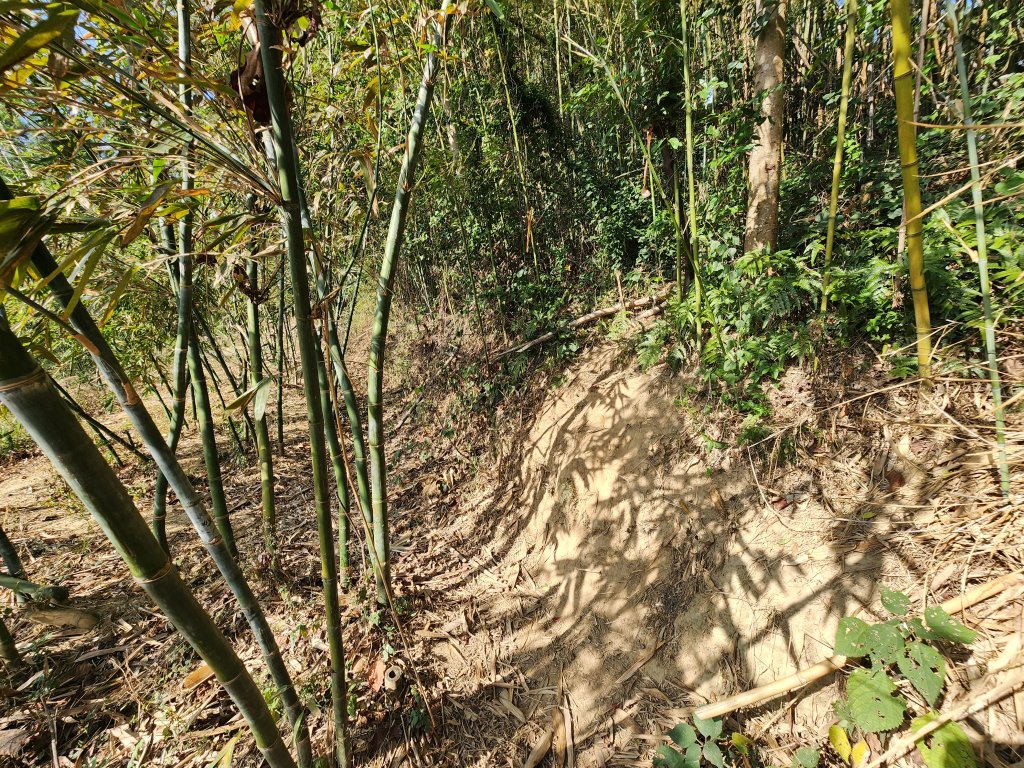 20260223柯子湖山菜堂山尖山沙湖壢山與寶山水庫基石_3012615