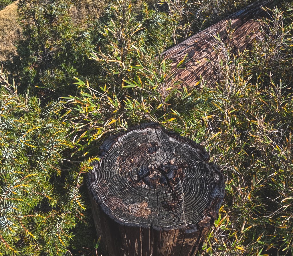 日本帝國廢電線桿之路_2396009