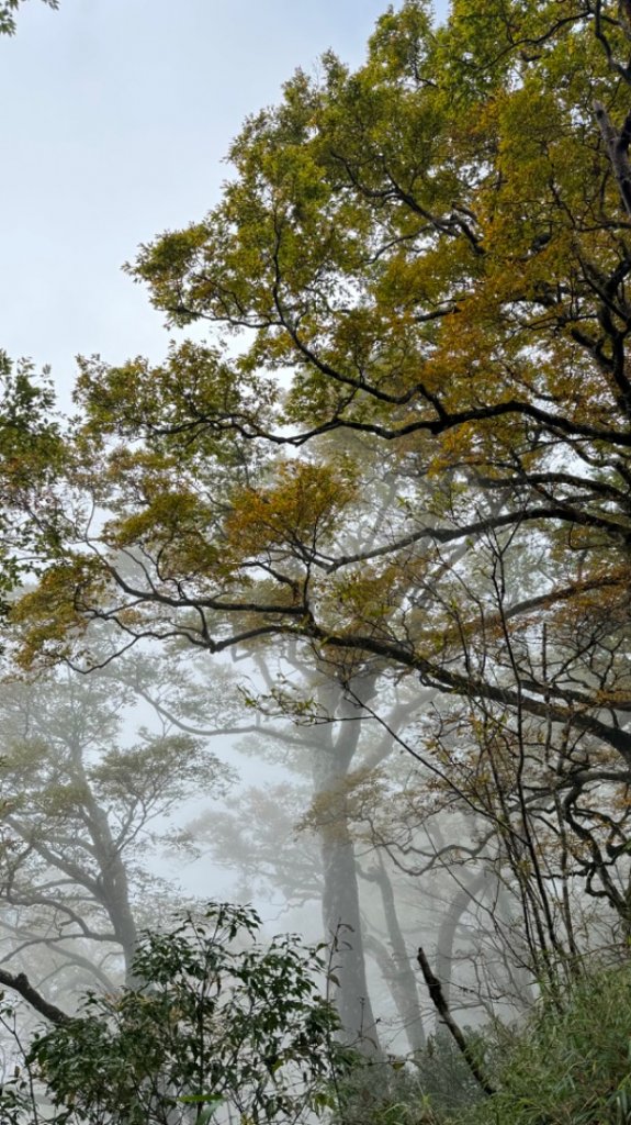 台灣山毛櫸。2023走訪2回。艷陽雨霧美景全收下_2350780