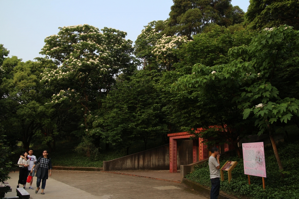 仁和步道之桐花有約_37049