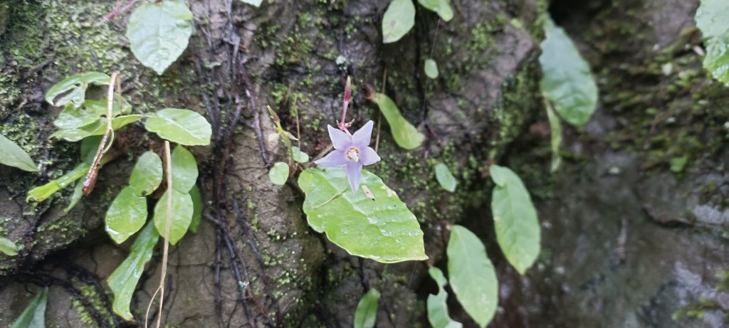2024/08/18_馬那邦山步道_2576196