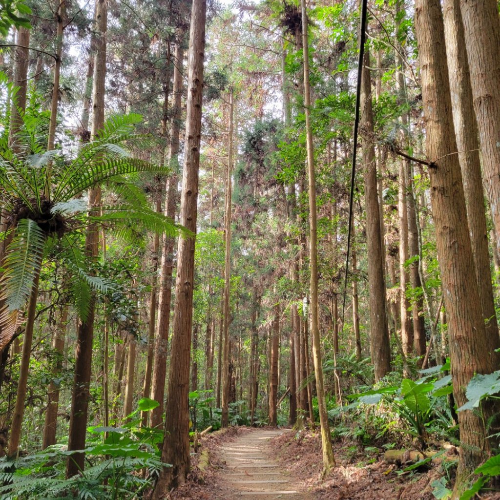 福山古道封面圖