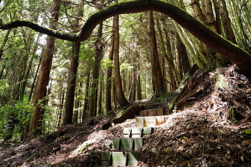 苗栗 泰安 東洗水山、北坑山、大板根_2613381