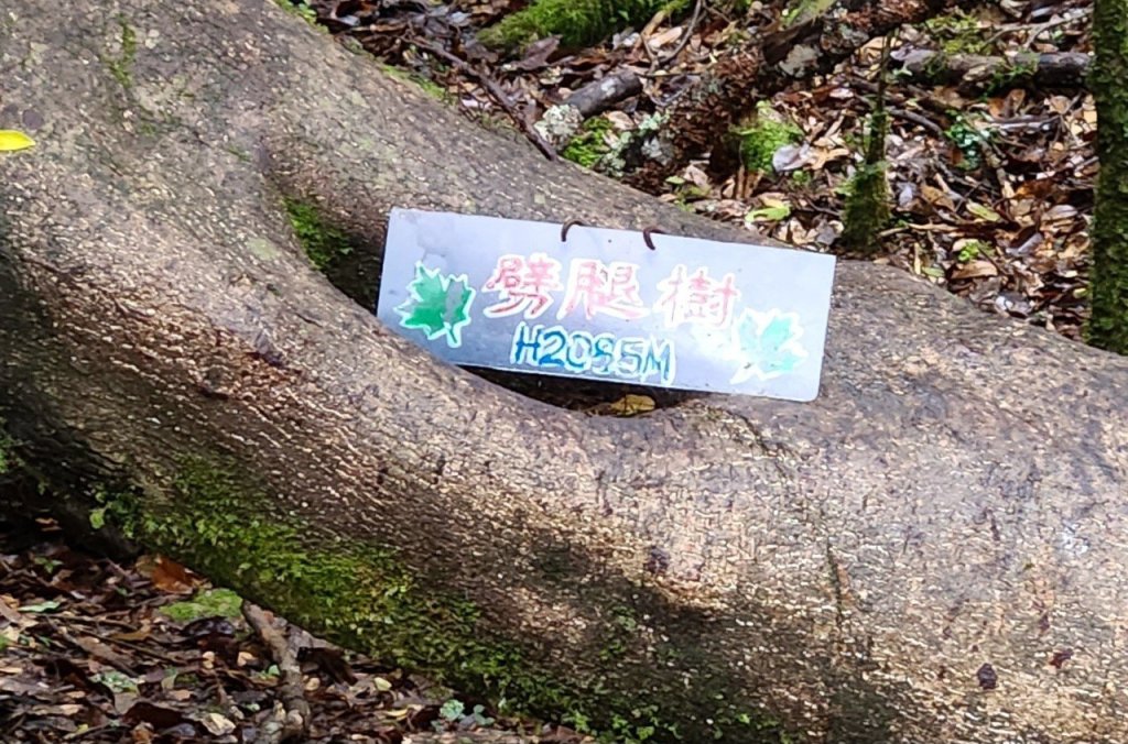 【中級山縱走】觀雪縱走（雪見大板根，仰天神木，北坑山，司馬限林道）_2741244