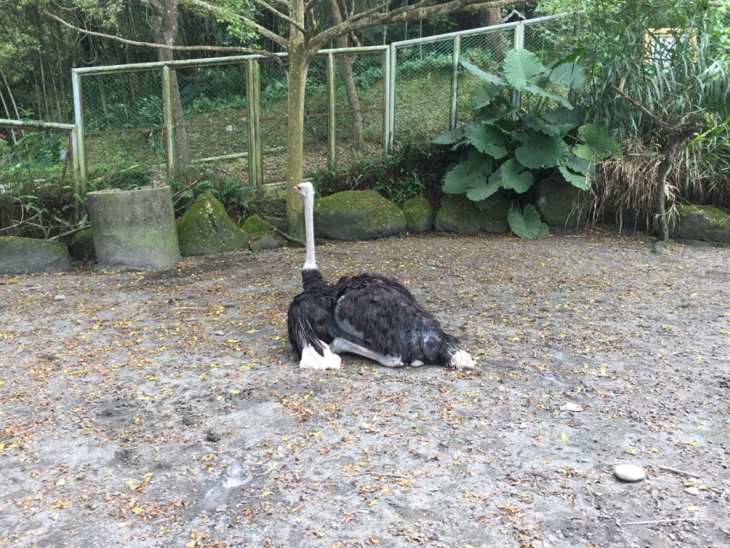 2017/09/24 南投鳳凰谷鳥園_335718