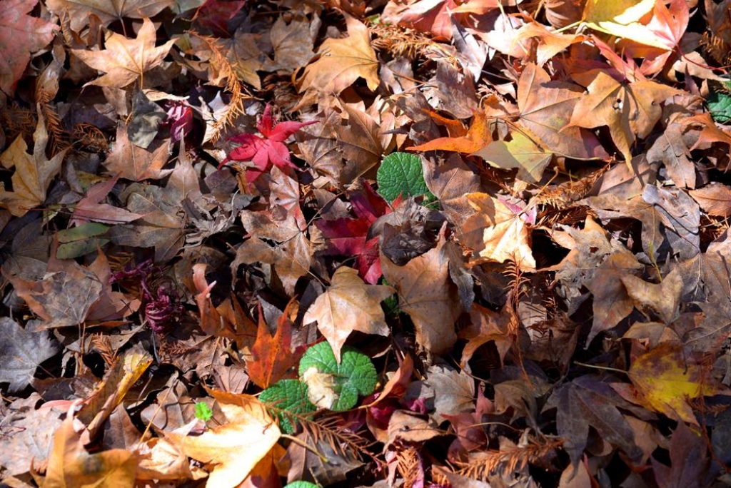 武陵農場賞楓_7365