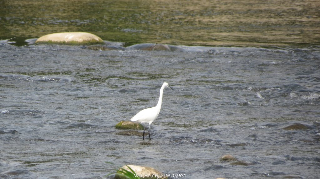 《台中》冬日暖陽｜筏子溪門戶迎賓水岸廊道健行賞鳥20260118_2983616