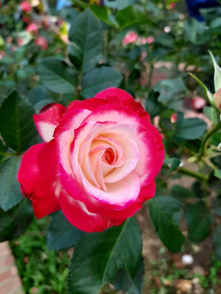 鬱見你。鬱見幸福_853655