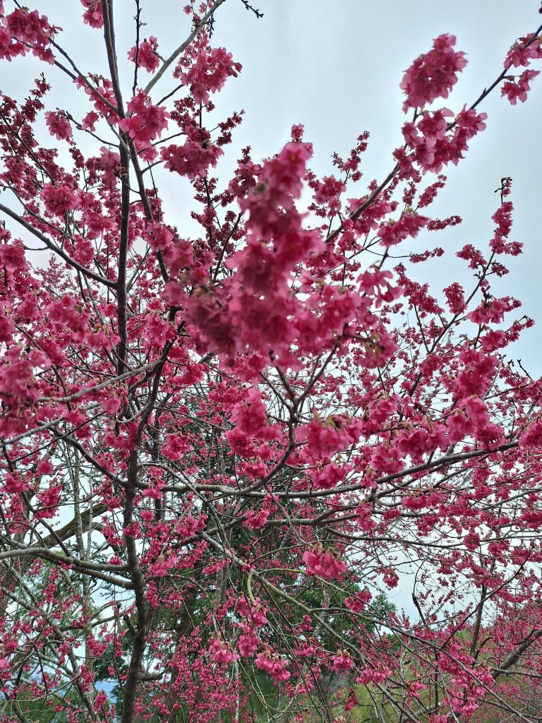 樟之細路RSA45(協雲宮至沖庫山來回)+和興山20250131封面圖