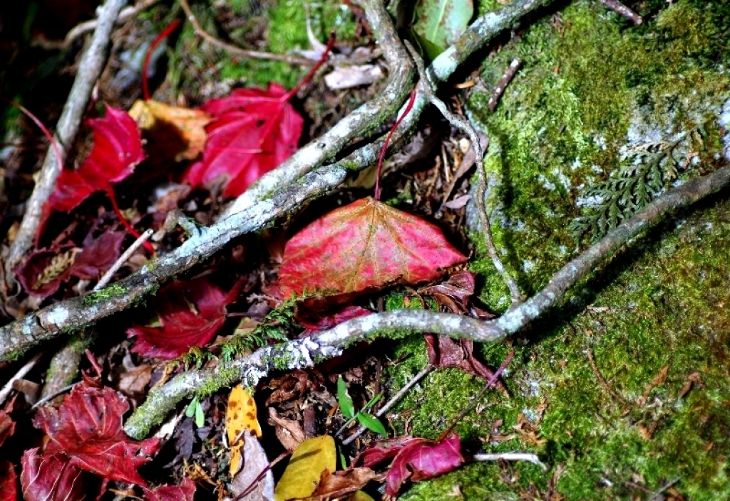 秋冬賞楓~步道行 2014 (鳶嘴稍來)_93655