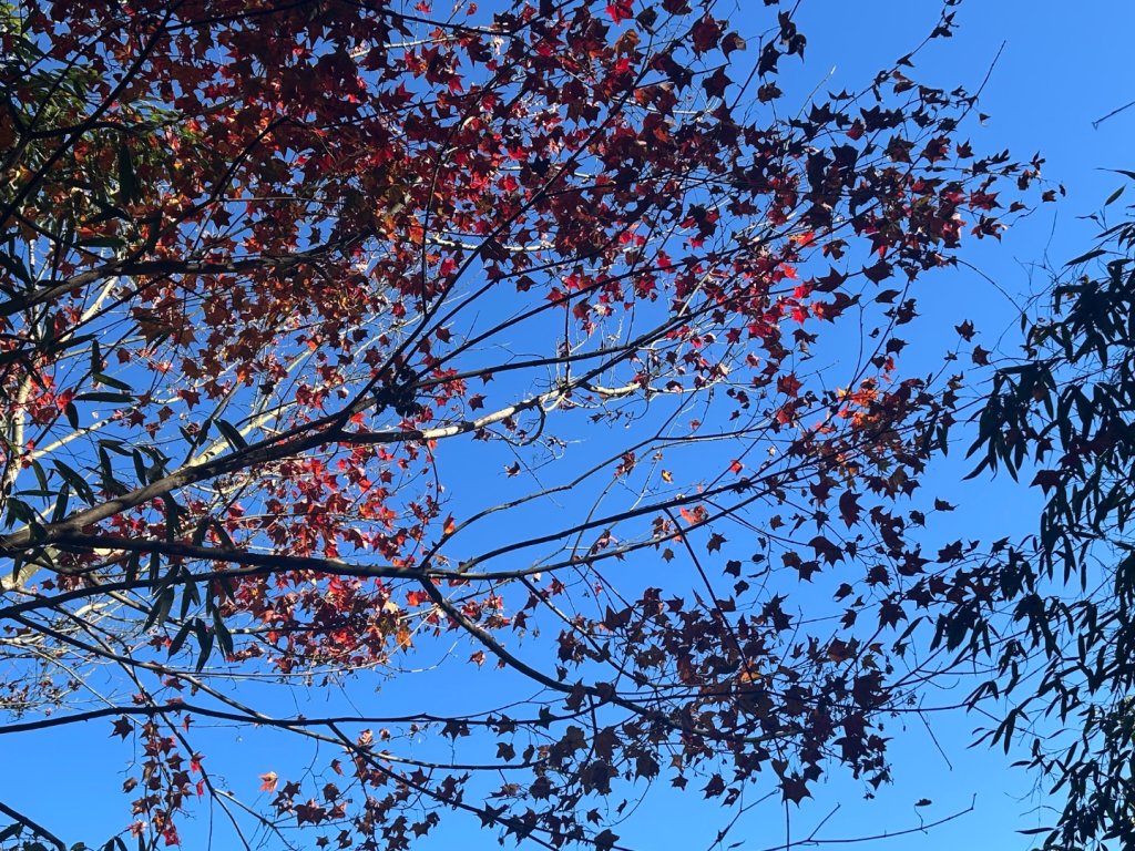 苗栗大湖-馬那邦山-小百岳037_2679922