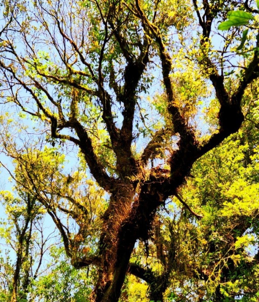 【中級山】與山毛櫸的邂逅，逐鹿山_2742648