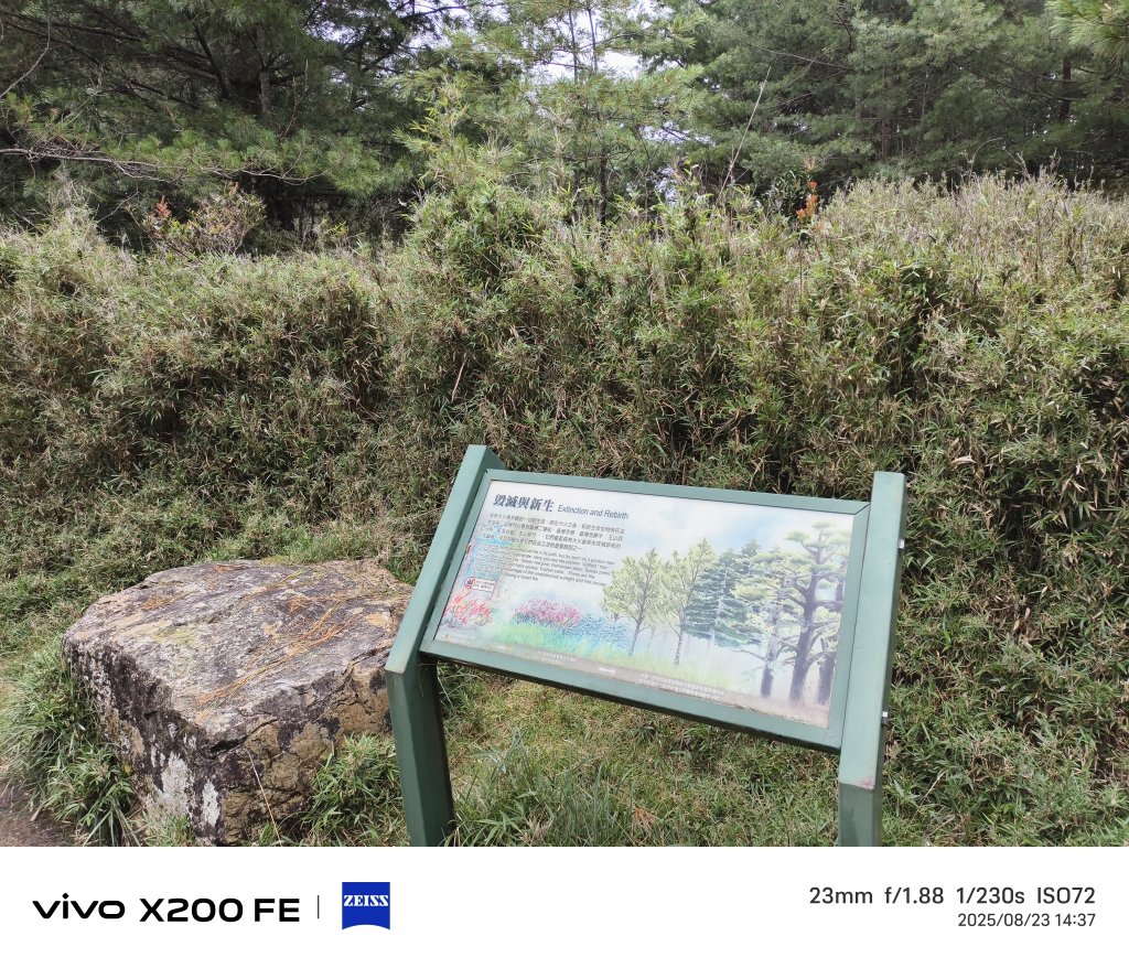 [玉山尋寶任務-05/12] 2025_0823 塔塔加步道(大鐵杉登山步道)_2869680