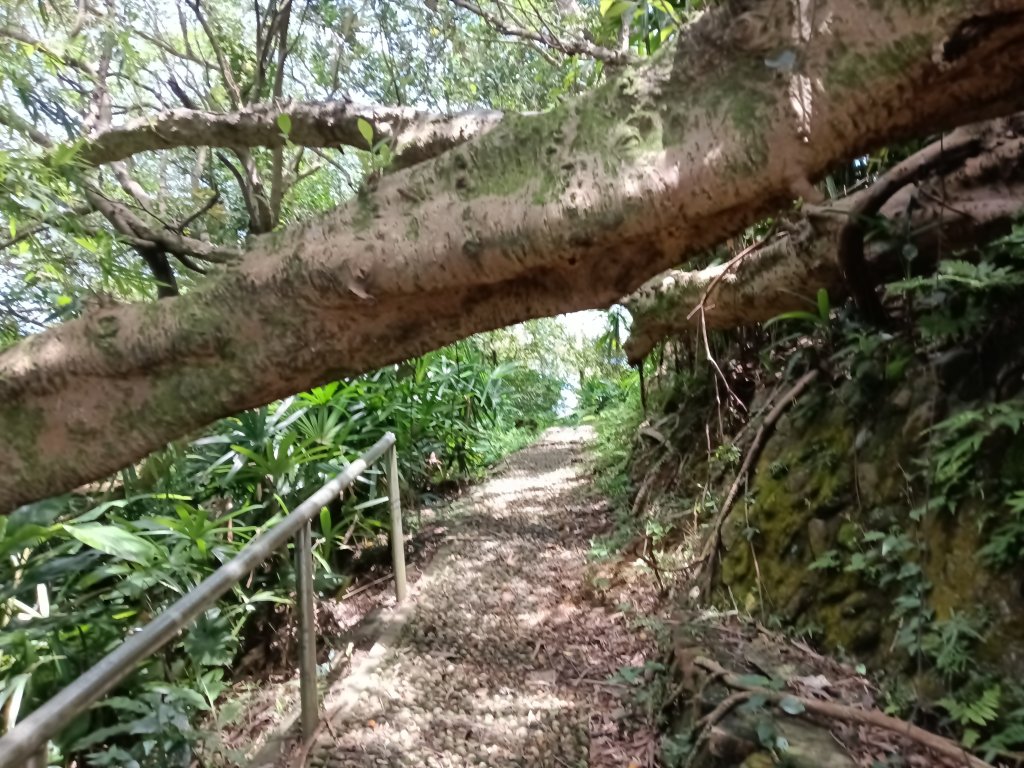 瑞芳區長青早起會觀景+碧峰岩步道_2854030