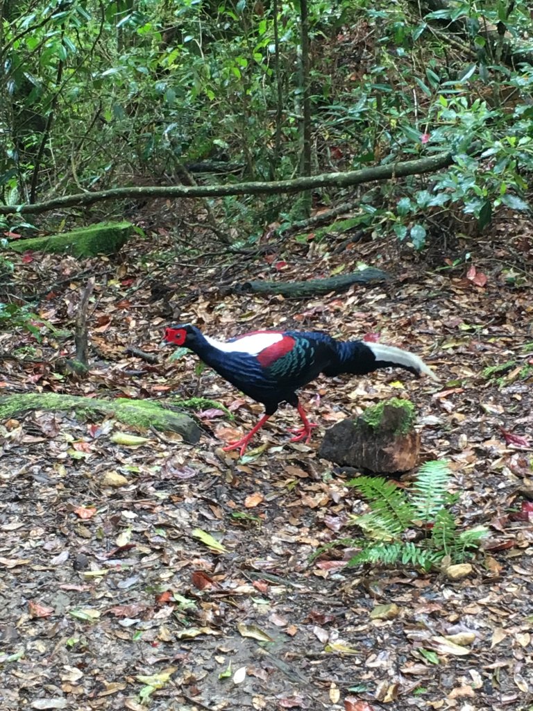 20160424_金柑樹山忘憂森林_872609