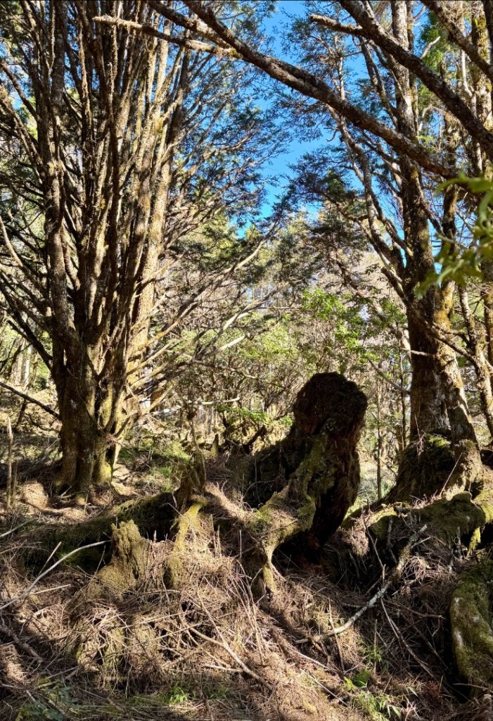 三星山(小百岳#85) 鳩之澤溫泉煮蛋趣_2953232