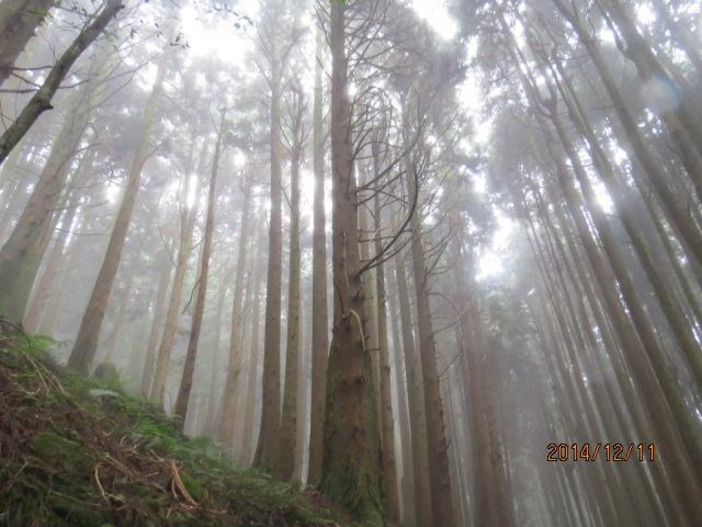 雨霧濛濛之特富野步道_7988