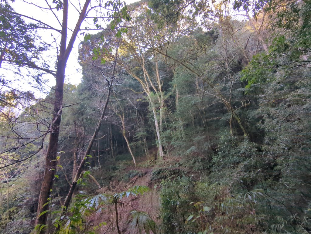 2026.01.03－鎮西堡B區神木群_2981137