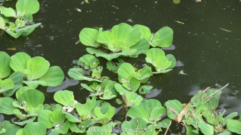 《南投》古道巡禮｜八通關古道社寮線蜈蚣崙段20251115_2937132