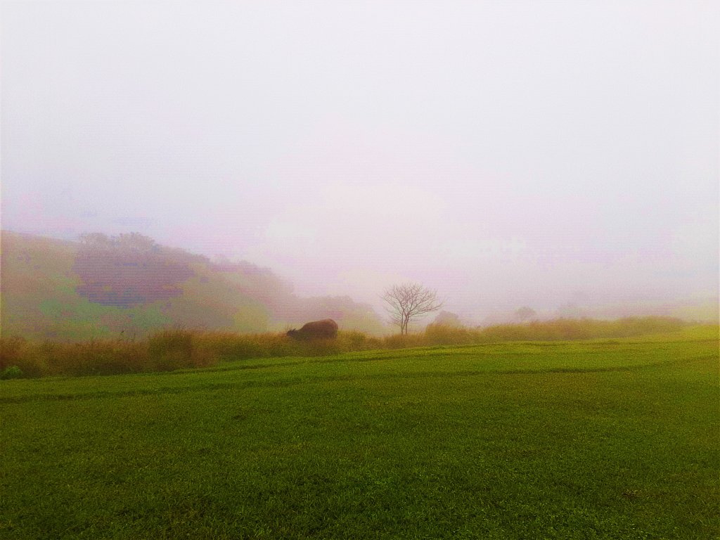 發現陽明山｜天母古道、擎天崗環形步道_1900962