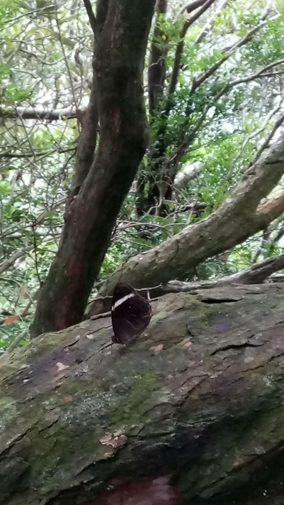 馬武督，外鳥嘴山，那結山連走_375468