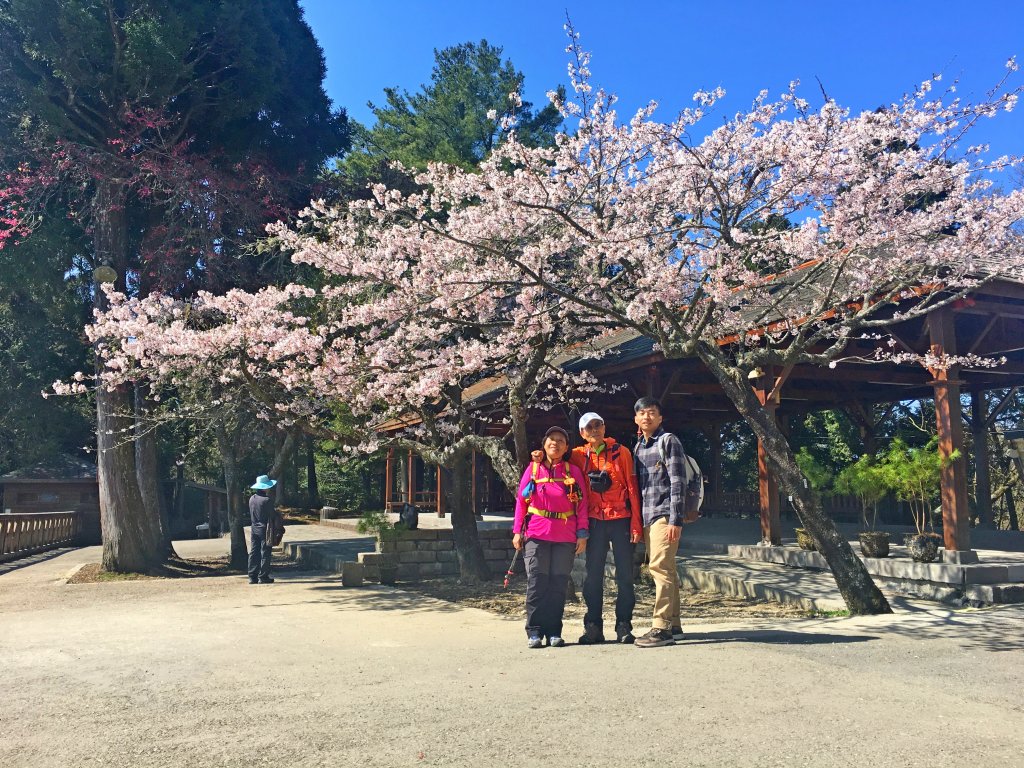 阿里山賞櫻順走得恩亞納O形2019322封面圖