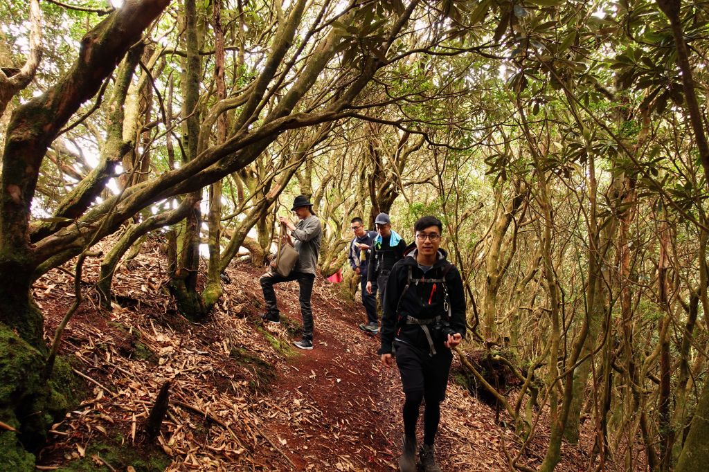苗栗。加里山 大O型 2018.03.1_293755