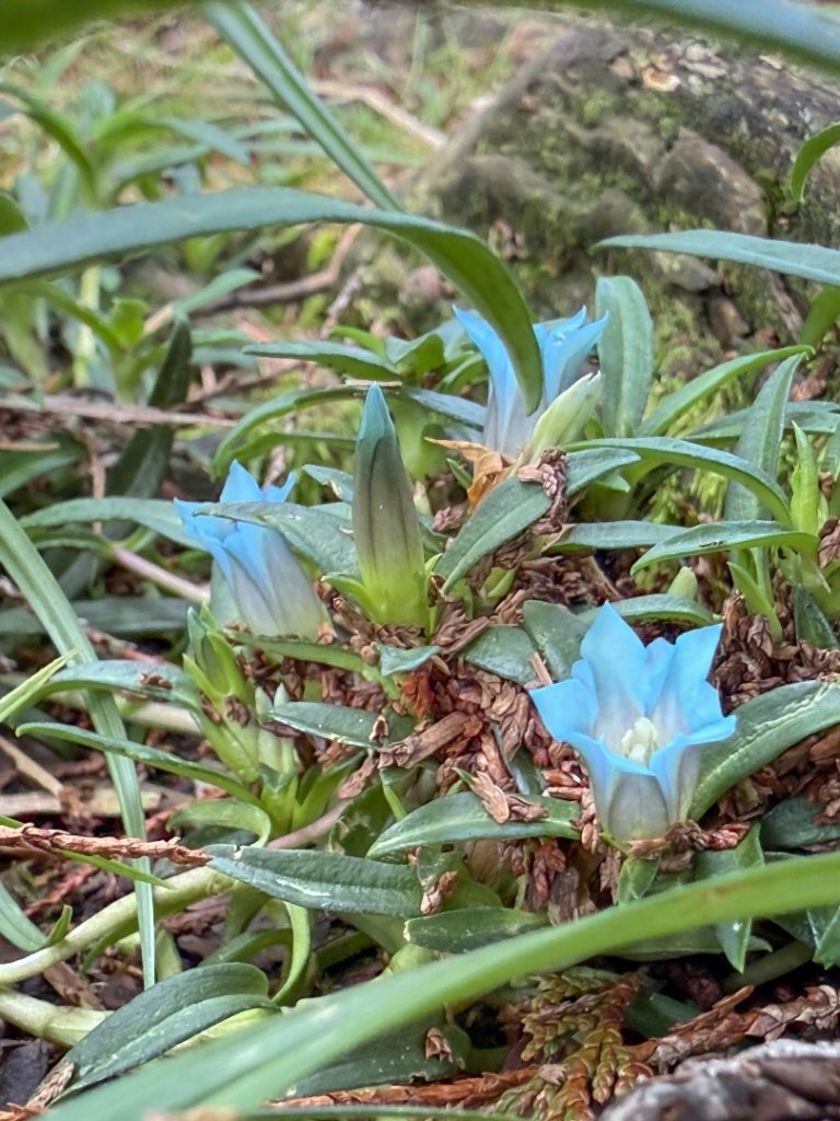 鹿屈山-杉林溪賞花趣_2816475