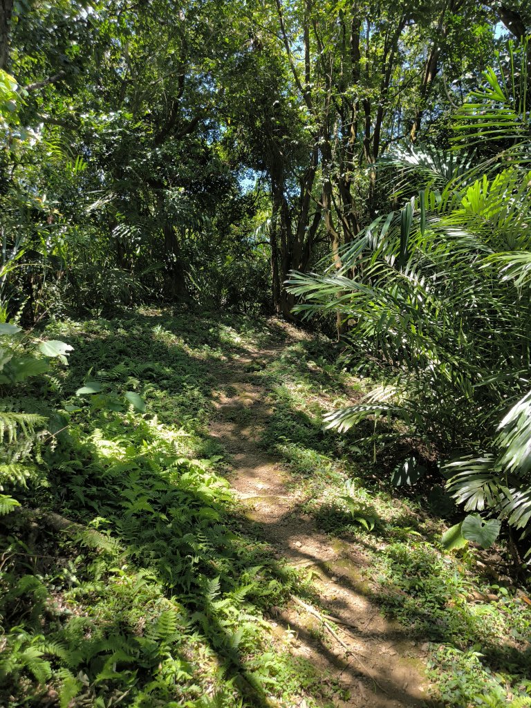 20250815微笑山線大棟山系百年大榕樹段_2859908